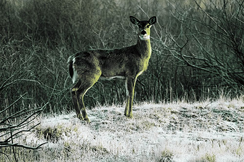 Gazing White Tailed Deer Standing Atop High Ground (Green Tint Photo)