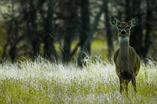 Gazing White Tailed Deer Watching Among Feather Reed Grass (Green Tint Photo)