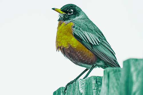 Glaring American Robin Standing Guard Atop Wooden Fence (Green Tint Photo)