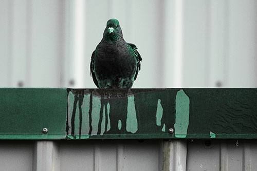 Glaring Pigeon Keeping Watch Along Steel Roof Edge (Green Tint)