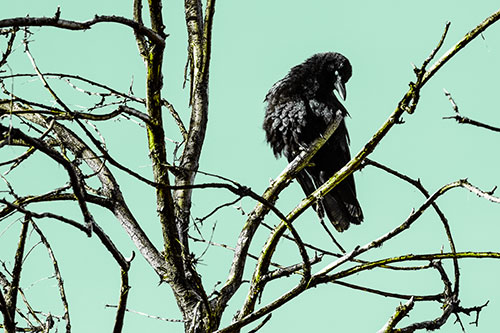 Glaze Eyed Crow Tilting Head Among Dead Tree Branches (Green Tint)