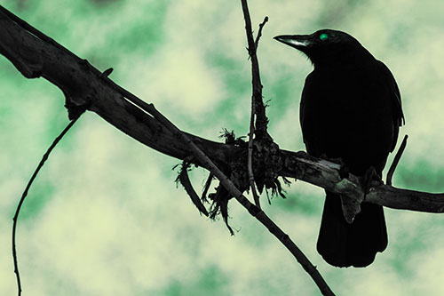 Glazed Eyed Crow Gazing Sideways Along Sloping Tree Branch (Green Tint Photo)