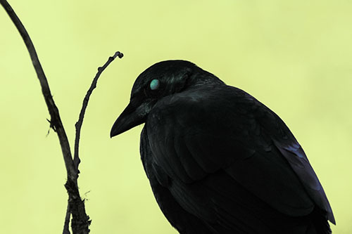 Glazed Eyed Crow Hunched Over Atop Tree Branch (Green Tint Photo)