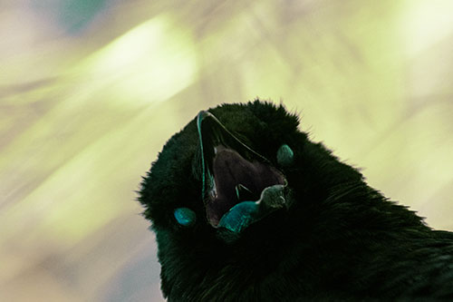 Glazed Eyed Tongue Screaming Crow (Green Tint Photo)