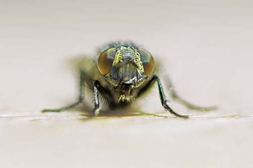 Glistening Cluster Fly Sticking Tongue Out (Green Tint)