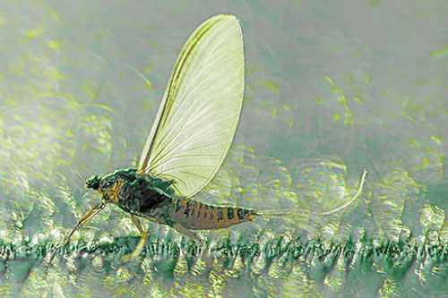 Glistening Mayfly Enjoying Bright Sunlight (Green Tint)