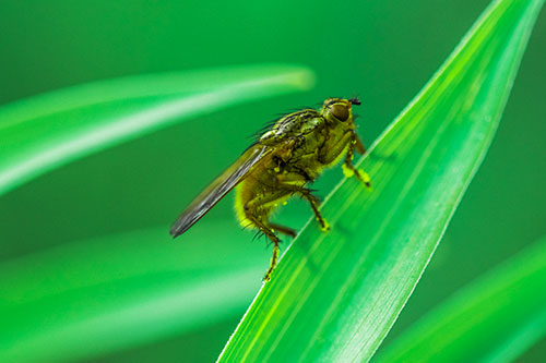 Golden Dung Fly Perched Along Sloping Fescue Grass Blade (Green Tint)