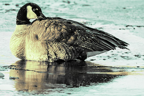 Goose Resting Atop Ice Frozen River (Green Tint Photo)