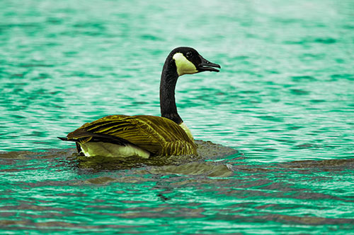 Goose Swimming Down River Water (Green Tint Photo)