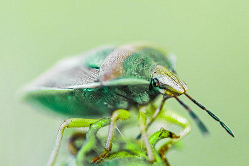 Gorse Shieldbug Standing Atop Gumplant (Green Tint)