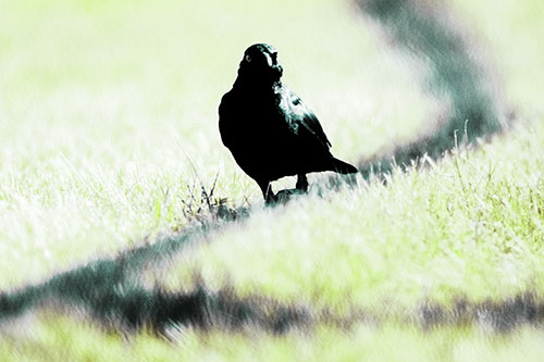 Grackle Bird Walking Down Shadow Line (Green Tint Photo)