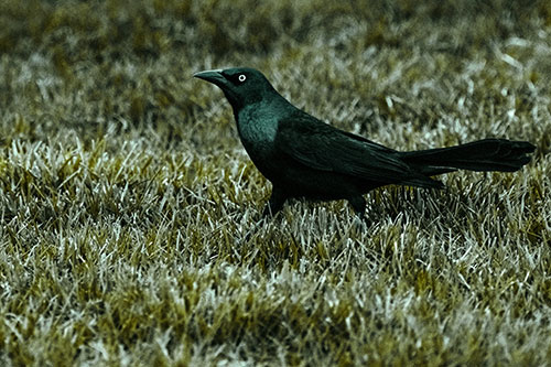 Grackle Walking Among Fresh Cut Grass (Green Tint)