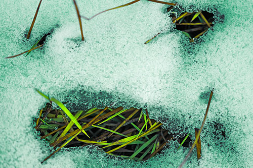 Grass Blade Face Pierces Through Melting Snow (Green Tint Photo)
