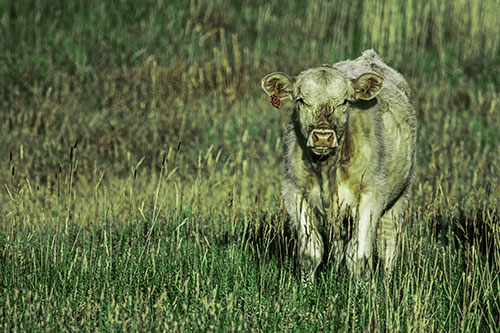 Grass Chewing Cow Spots Intruder (Green Tint Photo)