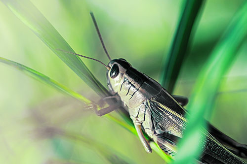 Grasshopper Clasps Ahold Multiple Grass Blades (Green Tint Photo)