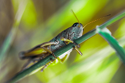 Grasshopper Cuddles Grass Blade Tightly (Green Tint Photo)