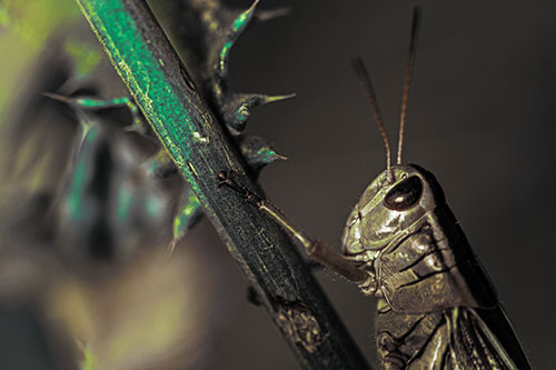 Grasshopper Hangs Onto Weed Stem (Green Tint Photo)