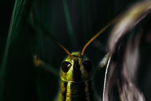 Grasshopper Holds Tightly Among Windy Grass Blades (Green Tint Photo)