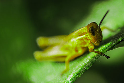 Grasshopper Laying Down Atop Leaf Petal (Green Tint Photo)