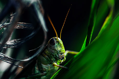 Grasshopper Perched Between Dead And Alive Grass (Green Tint)