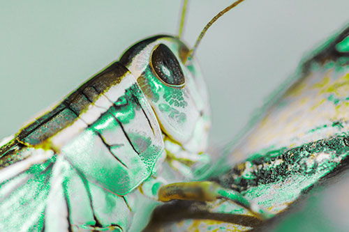 Grasshopper Rests Atop Ascending Branch (Green Tint Photo)