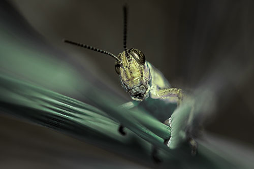 Grasshopper Rides Grass Blades Among Wind (Green Tint)