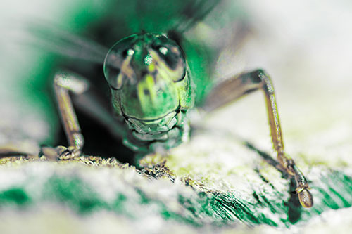 Grasshopper Smiles Among Tree Stump (Green Tint Photo)