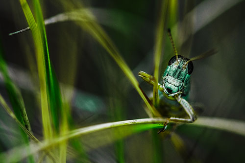 Grasshopper Smiling Among Intersecting Grass Blades (Green Tint)