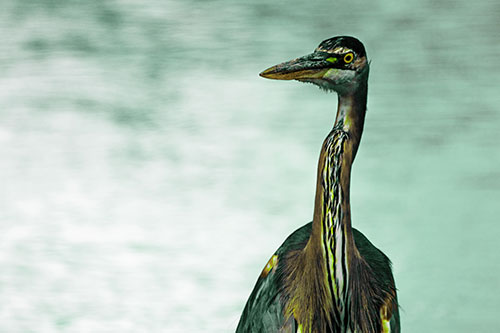 Great Blue Heron Glancing Among River (Green Tint Photo)