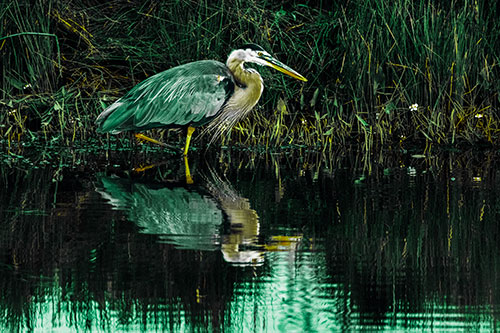 Great Blue Heron Searching Shoreline (Green Tint Photo)