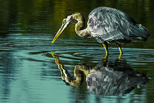 Great Blue Heron Snatches Pond Fish (Green Tint Photo)