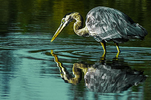 Great Blue Heron Snatches Pond Fish (Green Tint)