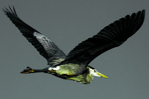 Great Blue Heron Soaring The Sky (Green Tint Photo)