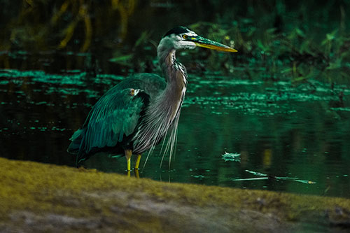 Great Blue Heron Standing Among Shallow Water (Green Tint Photo)