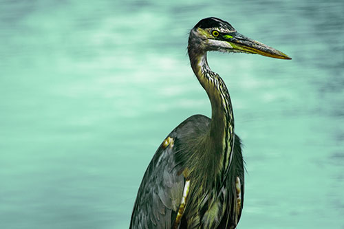 Great Blue Heron Standing Tall Among River Water (Green Tint)