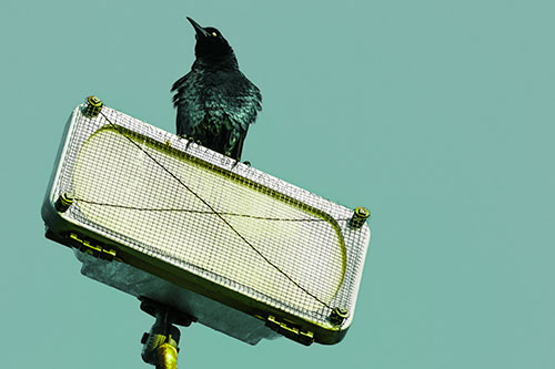 Great Tailed Grackle Keeping Watch Atop Light Pole (Green Tint)