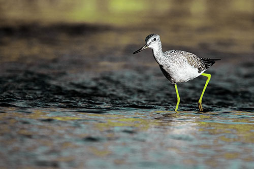 Greater Yellowlegs Bird Walking On River Water (Green Tint Photo)