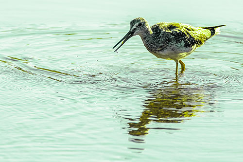 Greater Yellowlegs Fishing Among Shallow Water (Green Tint)