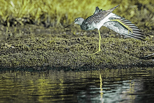 Greater Yellowlegs Stretching Along River Shore (Green Tint)