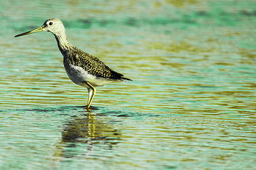 Greater Yellowlegs Wading Among Rippling River Water (Green Tint Photo)
