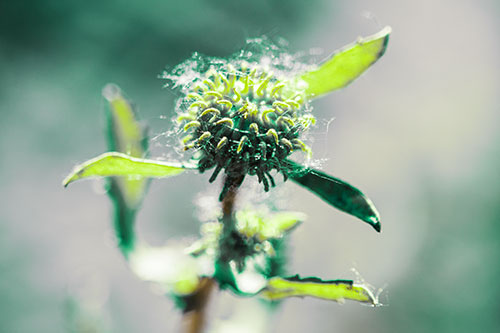 Hairy Gumplant Flower Embracing Sunshine (Green Tint Photo)