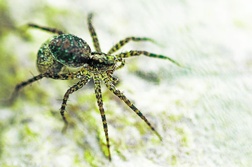 Hairy Wolf Spider Sprawled Atop Rock (Green Tint Photo)