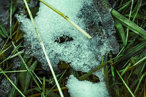 Half Melted Ice Face Smirking Among Reed Grass (Green Tint Photo)