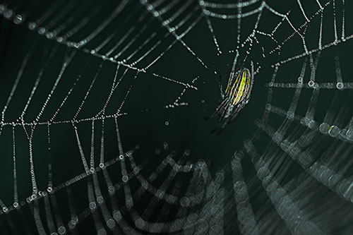 Hanging Orb Weaver Spider Perched Among Dew Covered Web (Green Tint Photo)