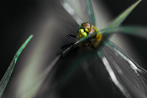 Happy Dragonfly Hugs Grass Blade Edge (Green Tint Photo)