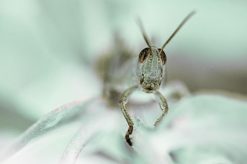 Happy Grasshopper Smiling Among Sneezeweed Leaves (Green Tint)