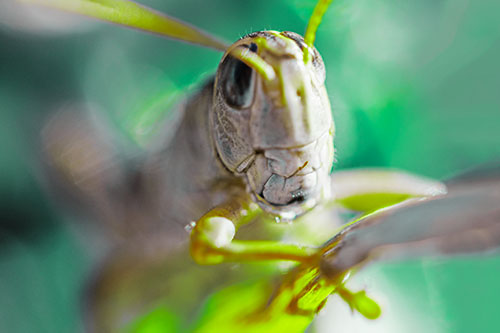 Happy Grasshopper Smiling Among Sunlight (Green Tint Photo)