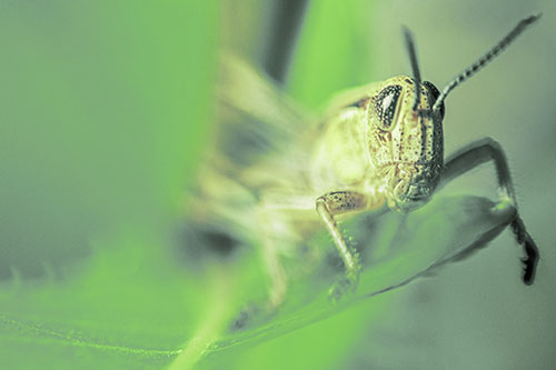Happy Grasshopper Standing Among Sloping Leaf (Green Tint)