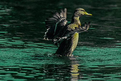 Happy Mallard Duck Flapping Wings Towards Sunshine (Green Tint)