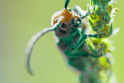 Happy Milkweed Beetle Climbing Fuzzy Plant (Green Tint)